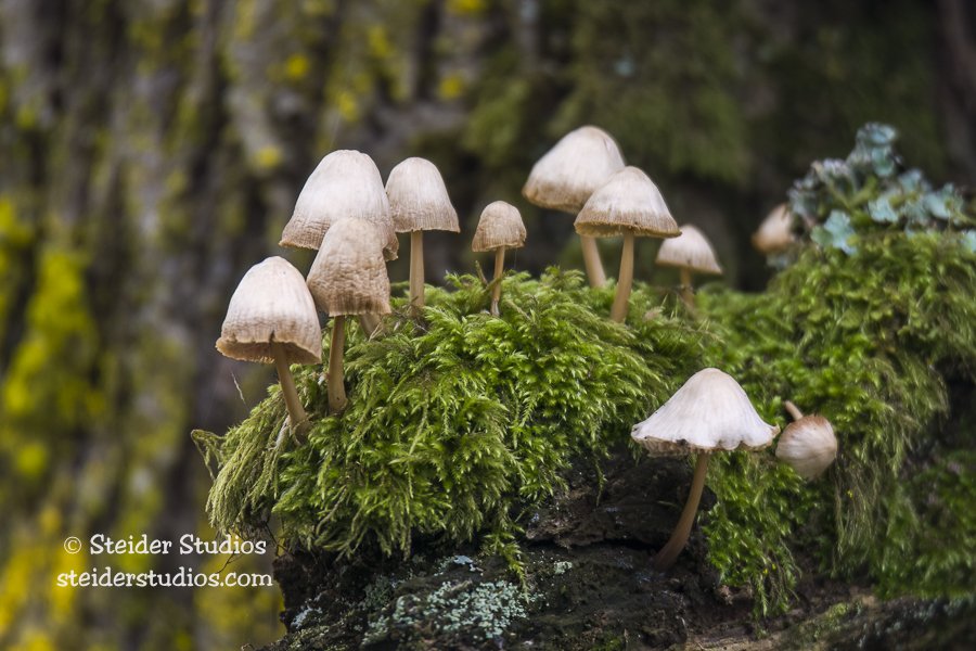 Steider Studios.Mush.Rdgfld.11.22.16.jpg