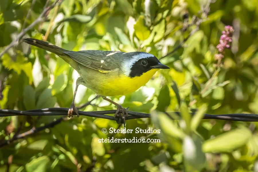 Steider Studios.Common Yellowthroat.6.17.21.jpg