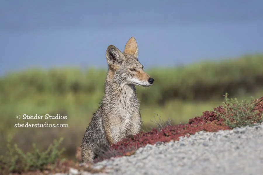 Steider Studios.Coyote.8.10.19.jpg