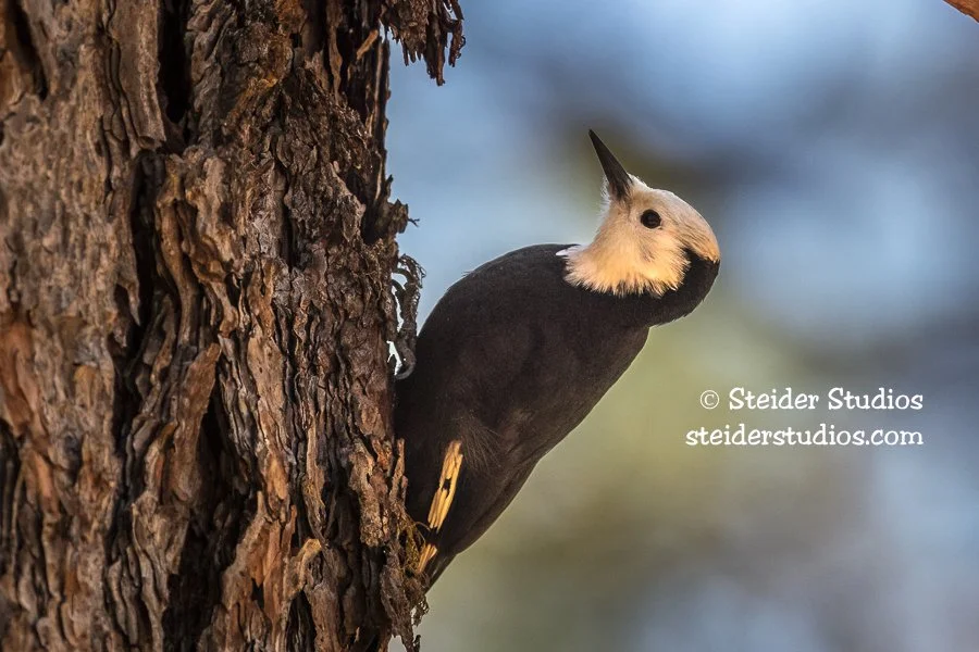 Steider Studios.WHWdpkr.Cnby.10.27.19.jpg