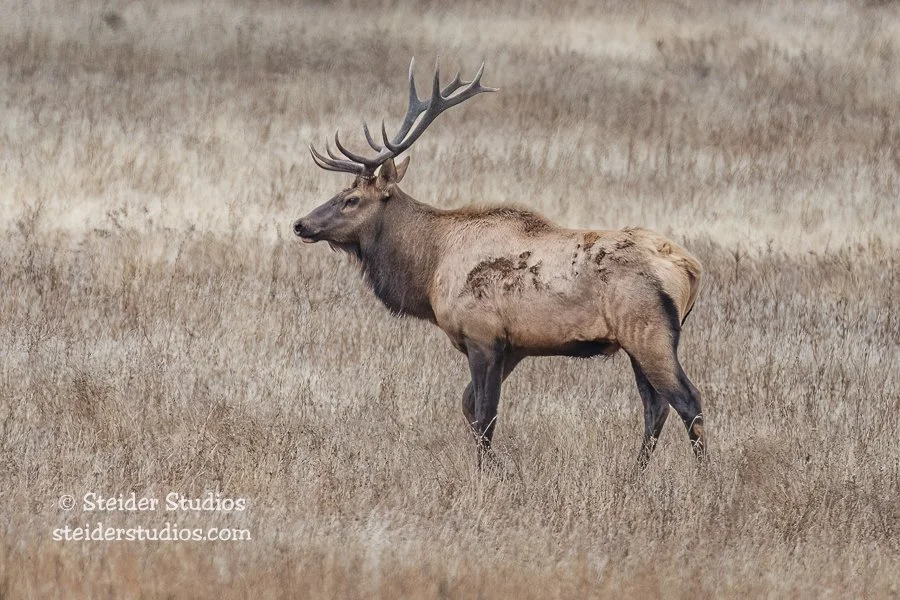 Steider Studios.Elk Rut.10.7.18-7.jpg