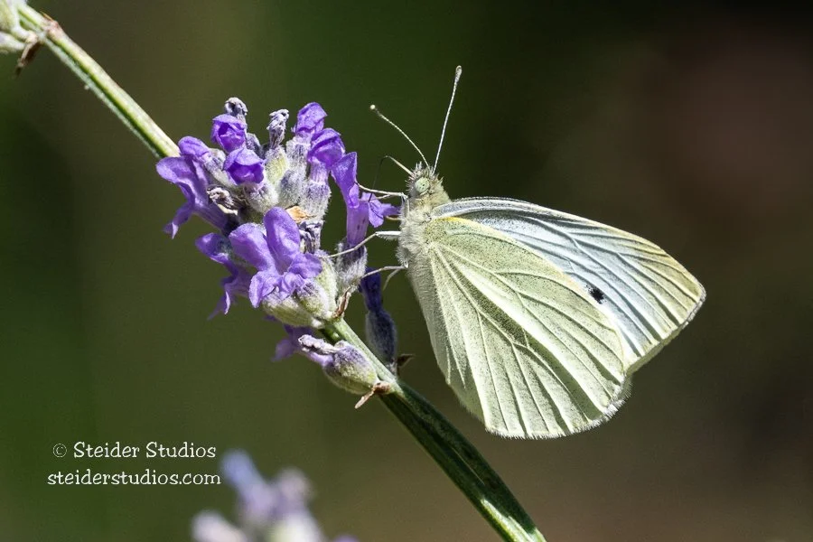 Steider Studios.Cabbage Moth.8.17.22.jpg