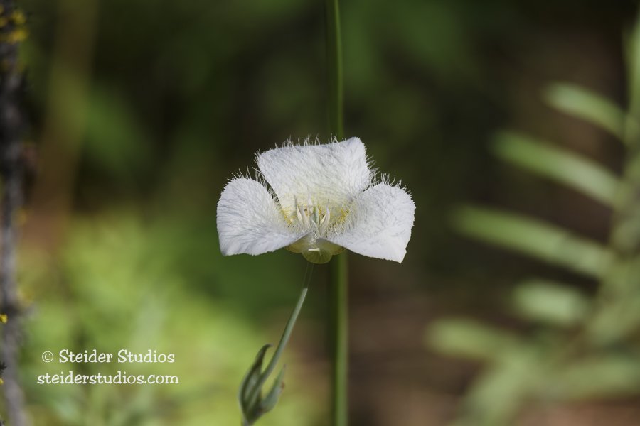 Steider Studios.Mariposa Lily.6.30.17.jpg