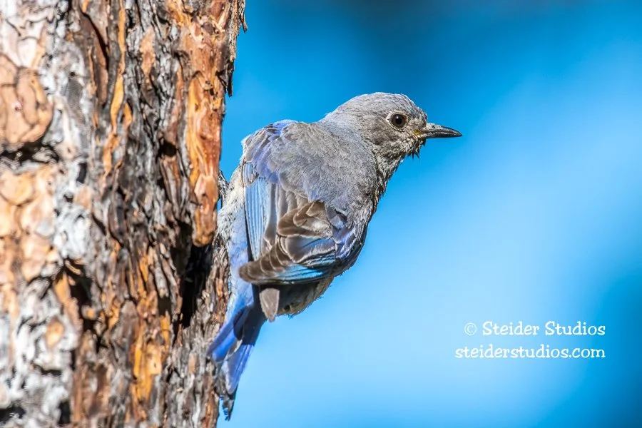 Steider Studios.Western Bluebird.6.20.19.jpg