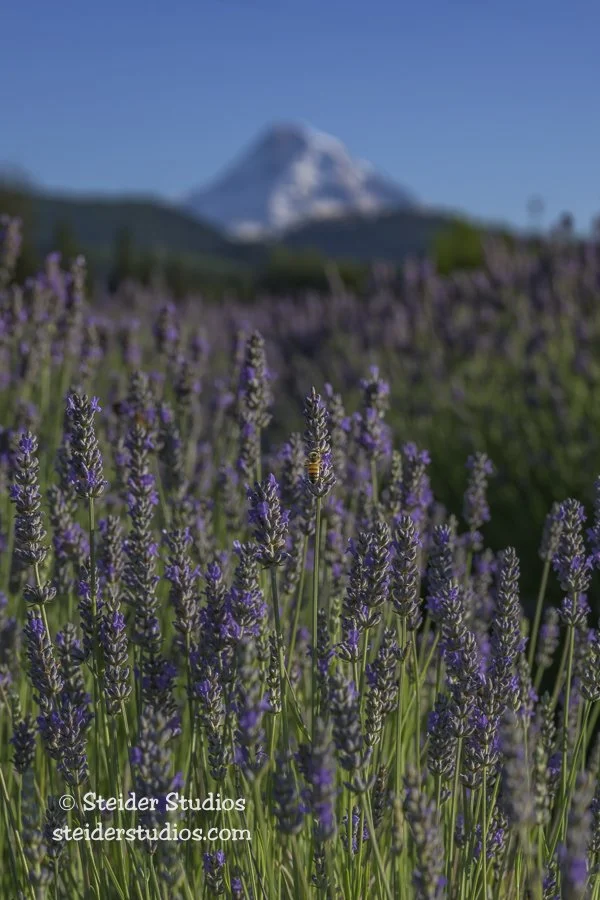 Steider Studios.HR Lavender with Bee.7.7.24.jpg