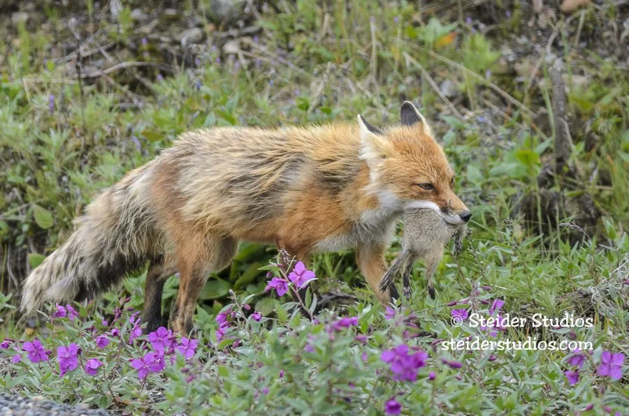 Steider Studios.Fox.Alaska.7.23.14-2.jpg