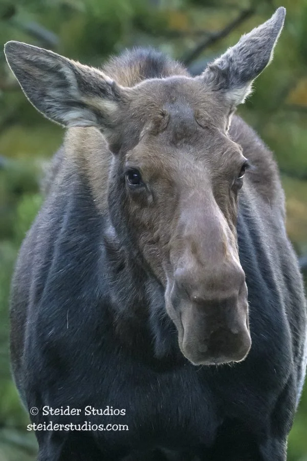 116.Steider Studios.Moose Portrait.9.21.23.jpg