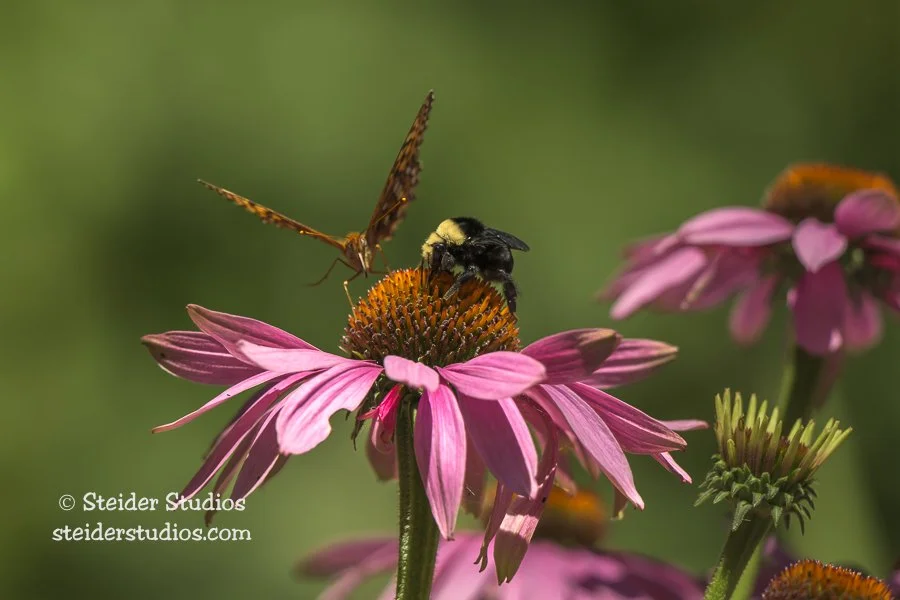 7. Steider Studios.Bumblebee.Checkerspot.7.23.25.jpg
