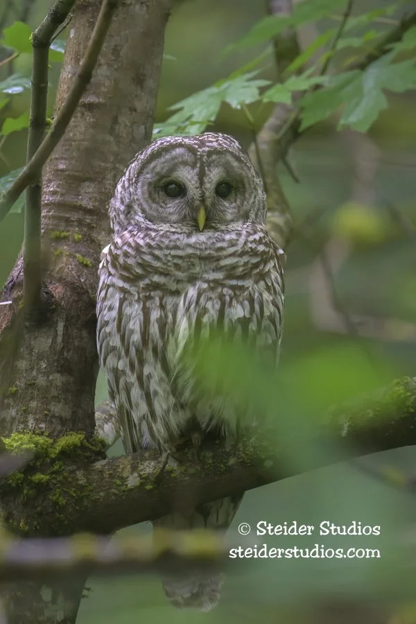 Steider Studios.Barred Owl.5.29.25-2.jpg