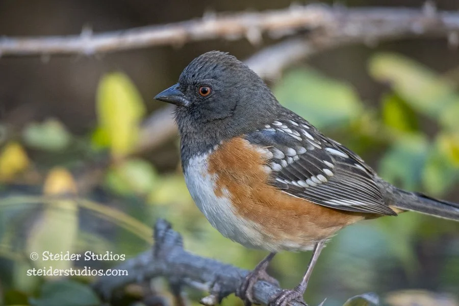 Steider Studios.Spotted Towhee.11.11.18.jpg