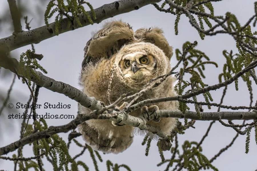 Steider Studios.Great Horned Owl.4.13.15-3.jpg