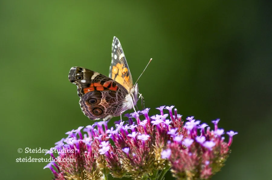 Steider Studios.Painted Lady.9.7.13.jpg