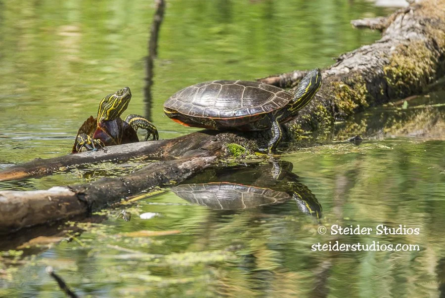 Two Turtles at Ridgefield NWR