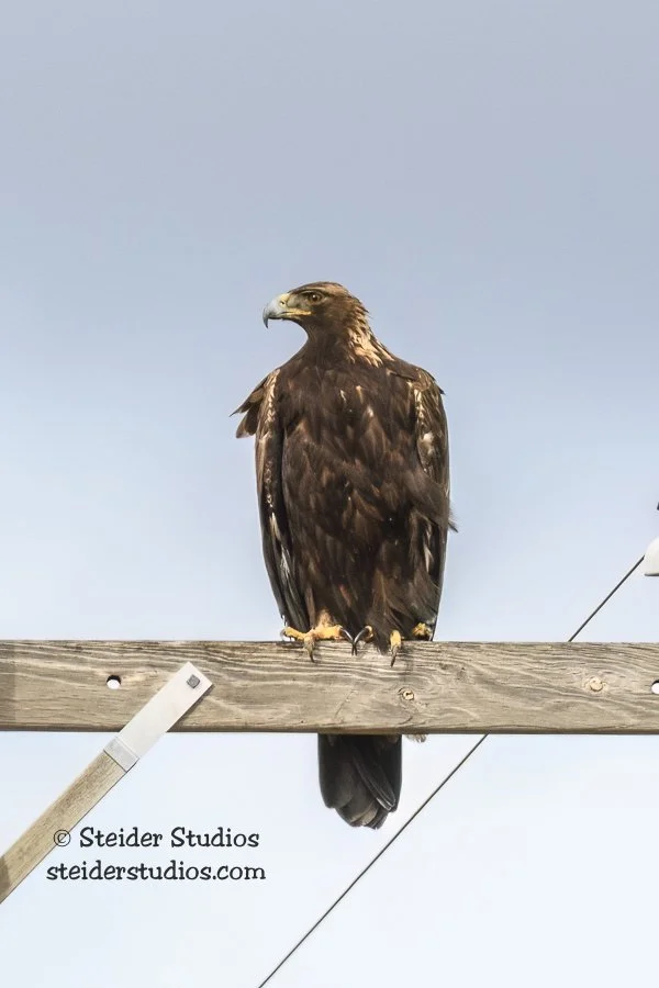Steider Studios.Golden Eagle.2.18.17.jpg