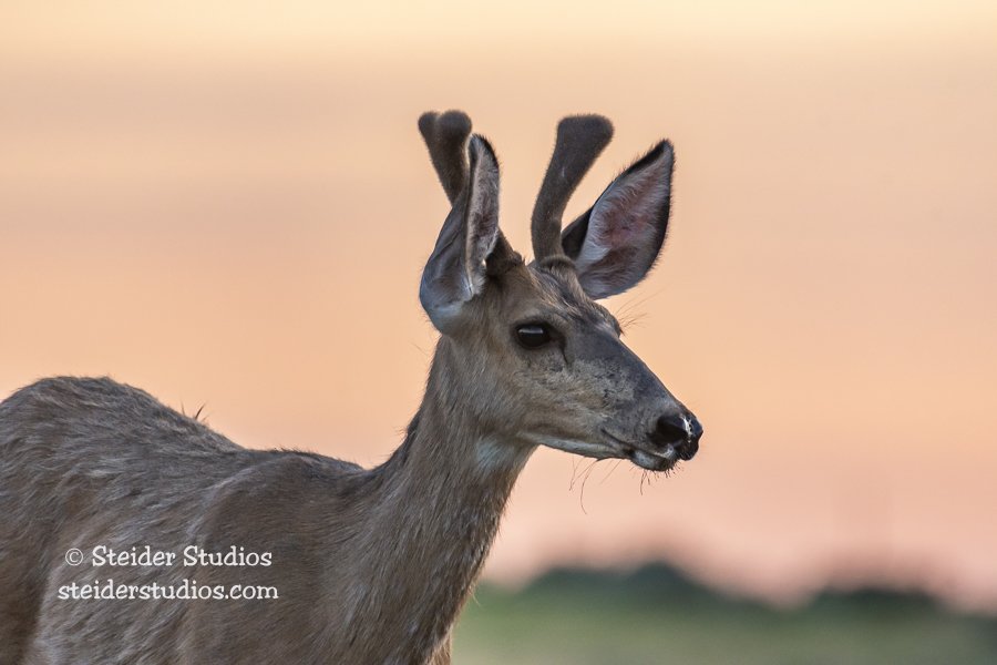 Steider Studios.Deer.6.9.19-2.jpg