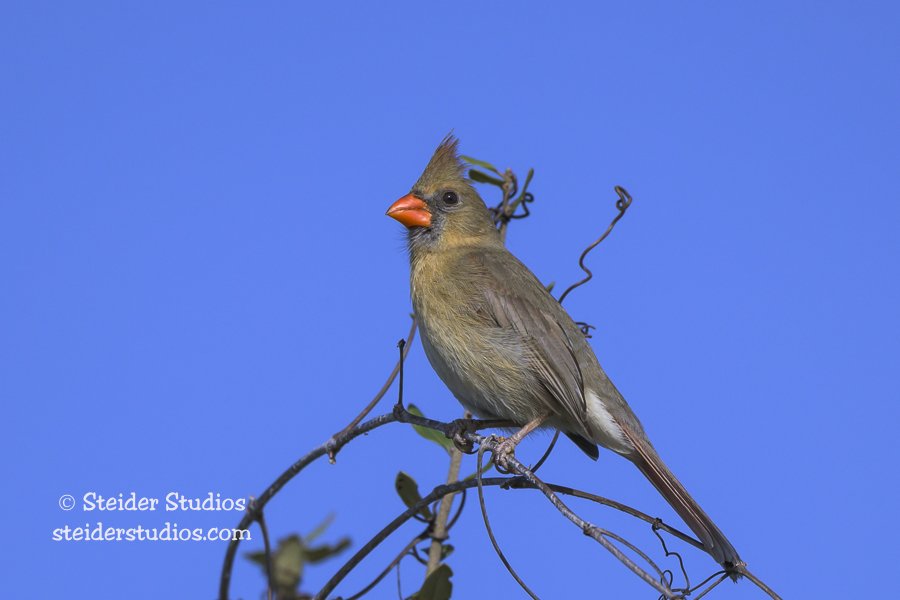 Steider Studios.Cardinal.Female.1.29.26-2.jpg