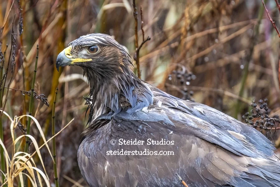 Steider Studios.Golden Eagle.1.4.19-2.jpg