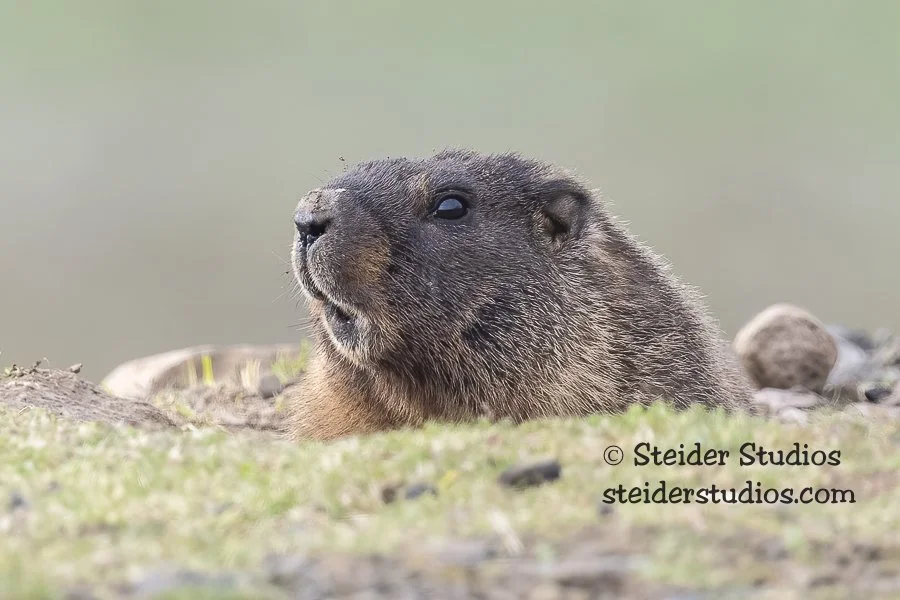 Steider Studios.Marmot.2.8.22-2.jpg