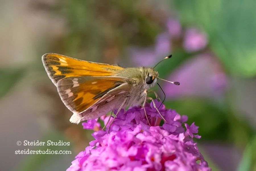 Steider Studios.Skipper Butterfly.9.11.22.jpg