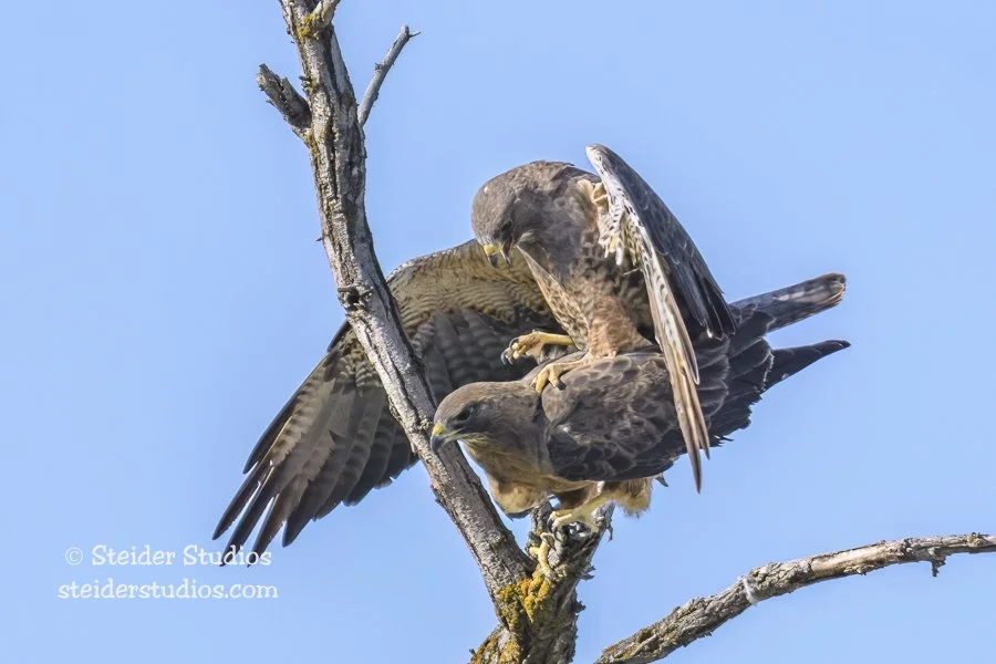 Steider Studios.Swainson's.4.26.18-3.jpg