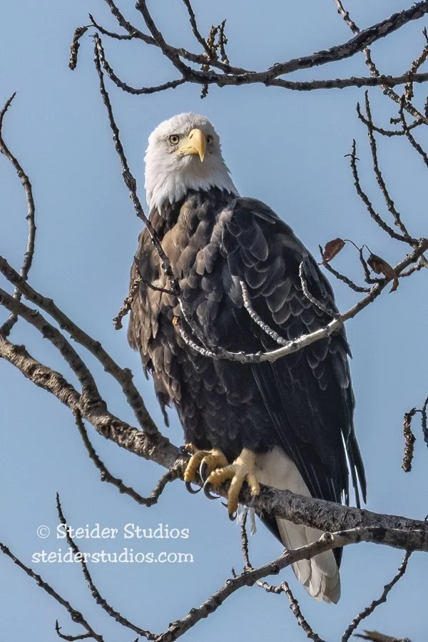 Steider Studios.BAEA.Bingen.10.21.18.jpg