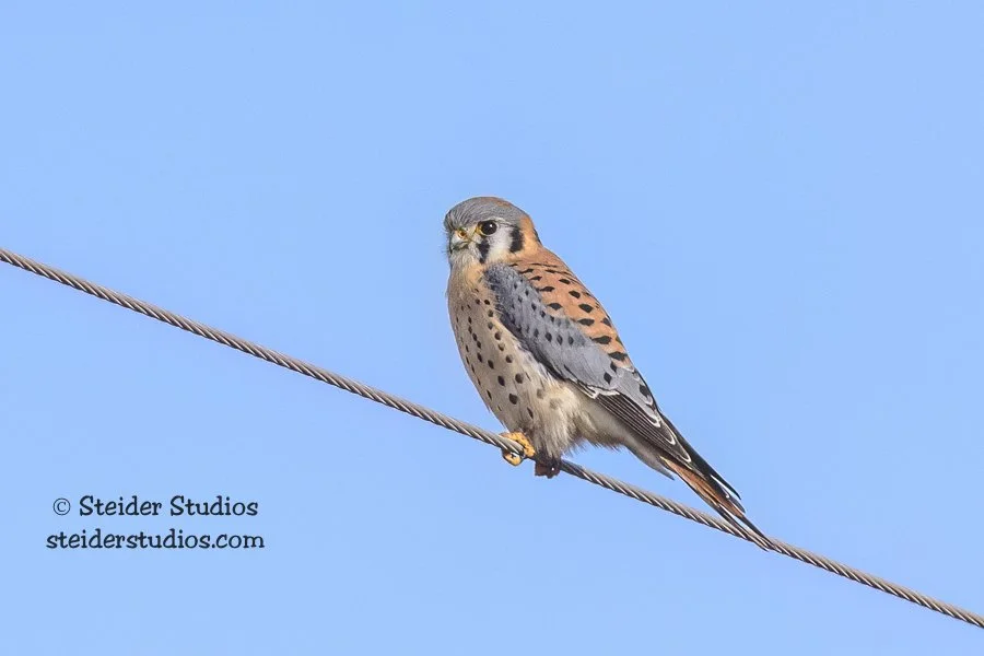 Steider Studios.Kestrel.1.24.19.jpg