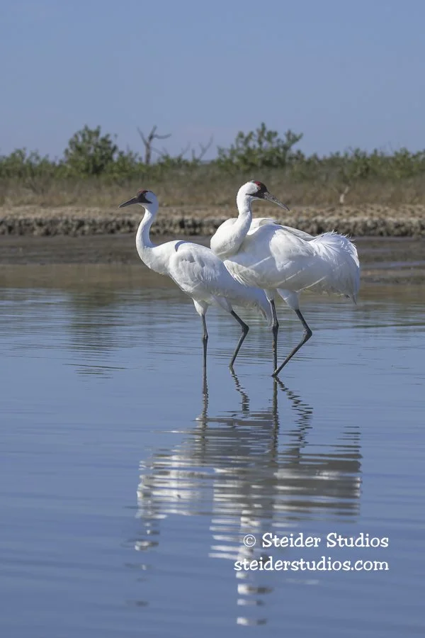Steider Studios.Crane Pair.1.27.26.jpg