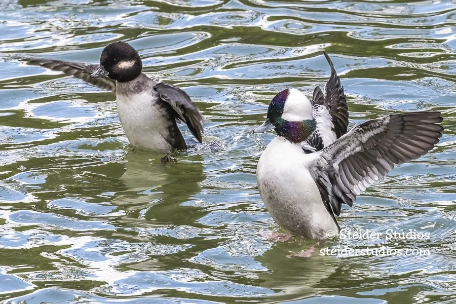 Steider Studios.Bufflehead Duo.SCFH.11.11.20.jpg