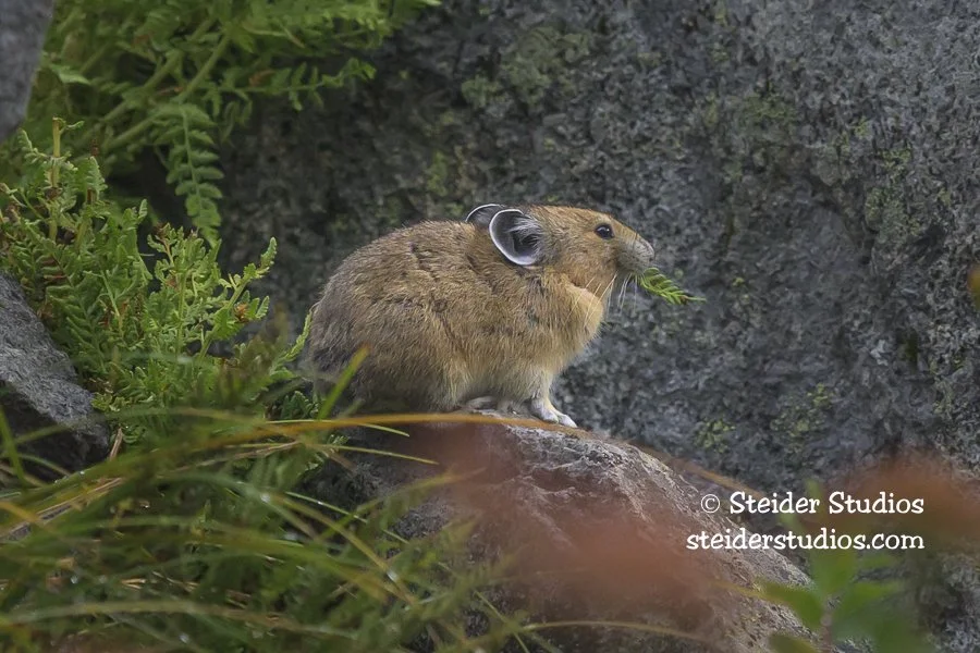 Steider Studios.Pika with Fern.9.29.25.jpg