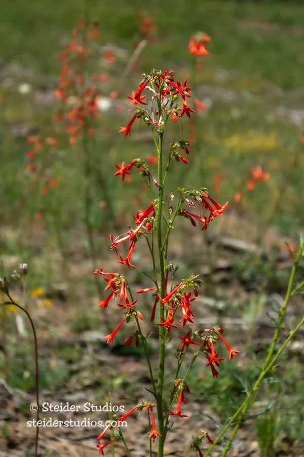 Steider Studios.Scarlet Gilia Group.6.20.19.jpg