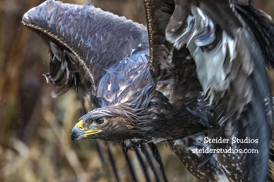 Steider Studios.Golden Eagle.1.4.19-6.jpg
