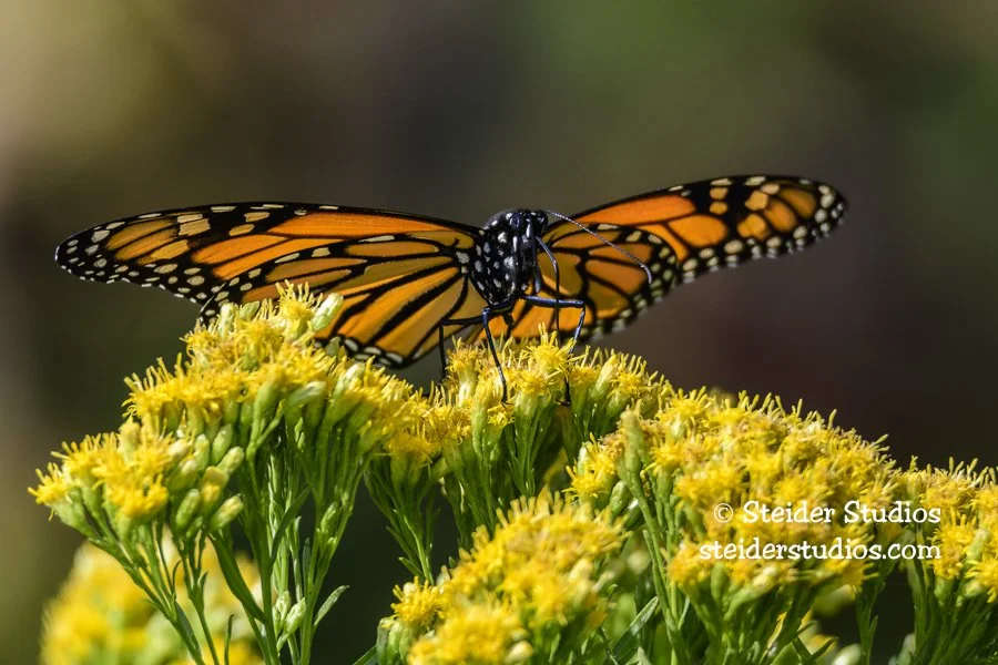 Steider Studios.Monarch.9.11.17-2.jpg