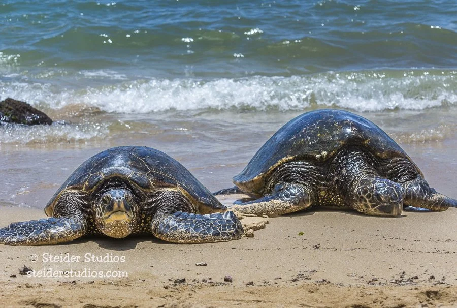 Steider Studios.Sea Turtles.5.27.16-4.jpg