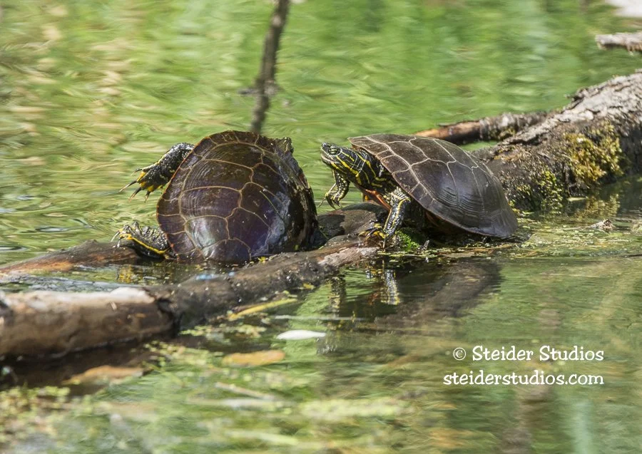 Steider Studios.Ridgefield Turtle Fight.9.3.15.jpg