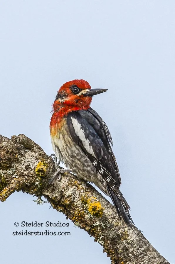 Steider Studios.Red-breasted Sapsucker.6.21.14.jpg