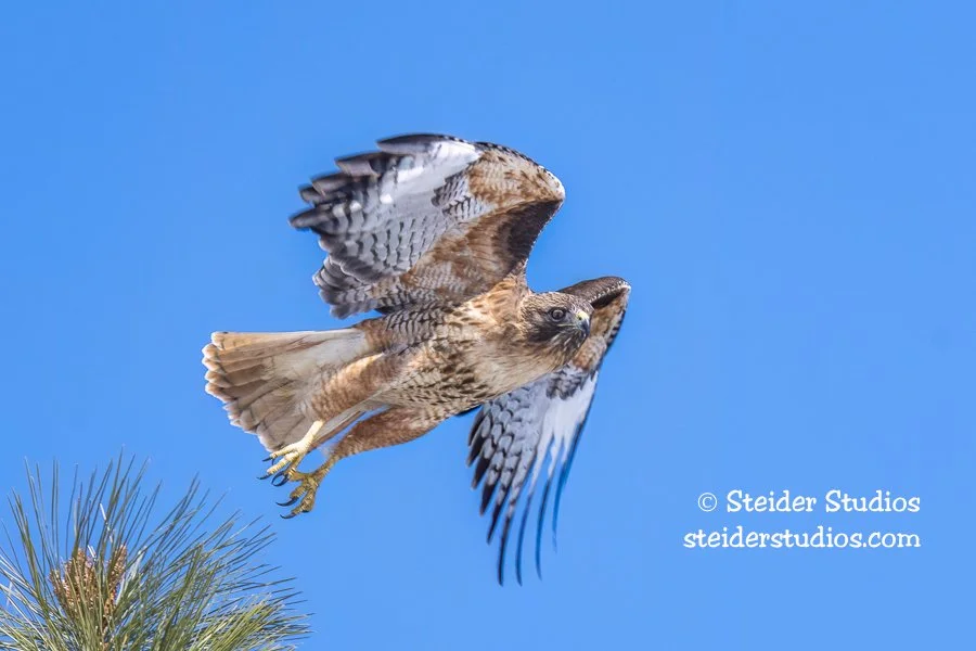 Steider Studios.Red-tailed Hawk.3.18.19-3.jpg