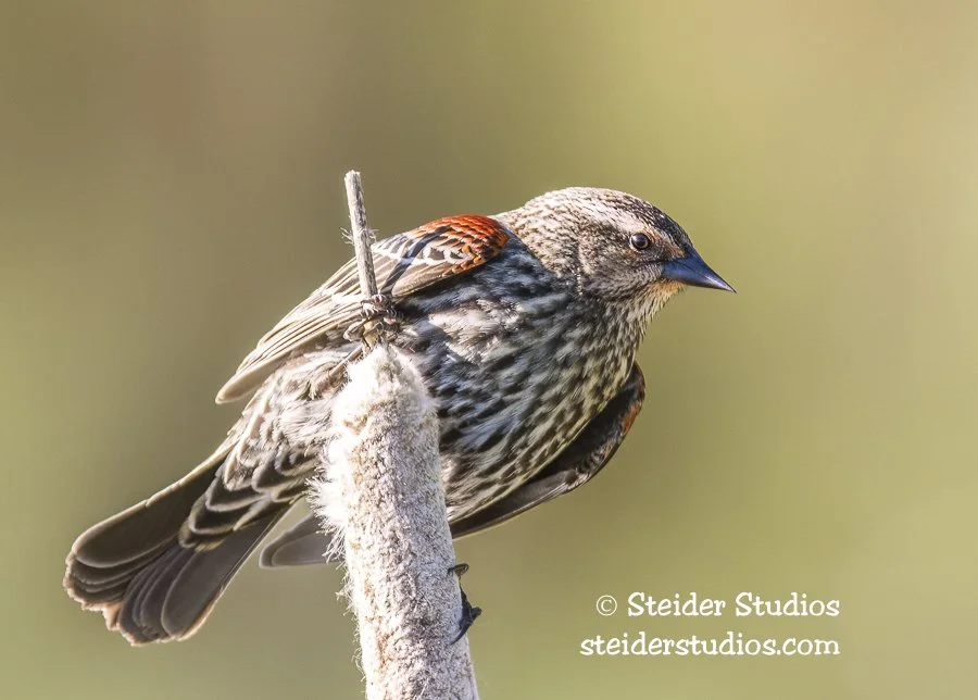 Steider Studios.Red-winged Blackbird.4.10.16.jpg