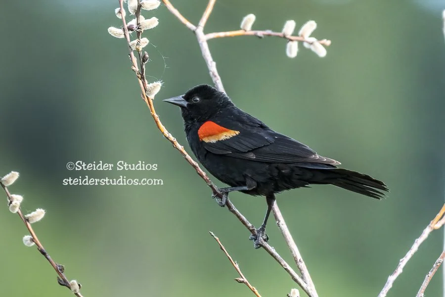 Steider Studios.Red-winged Blackbird.6.3.19.jpg