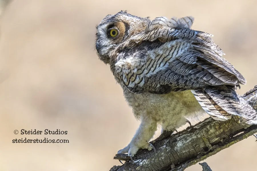 Steider Studios.9.GH Owlet.6.13.17.jpg