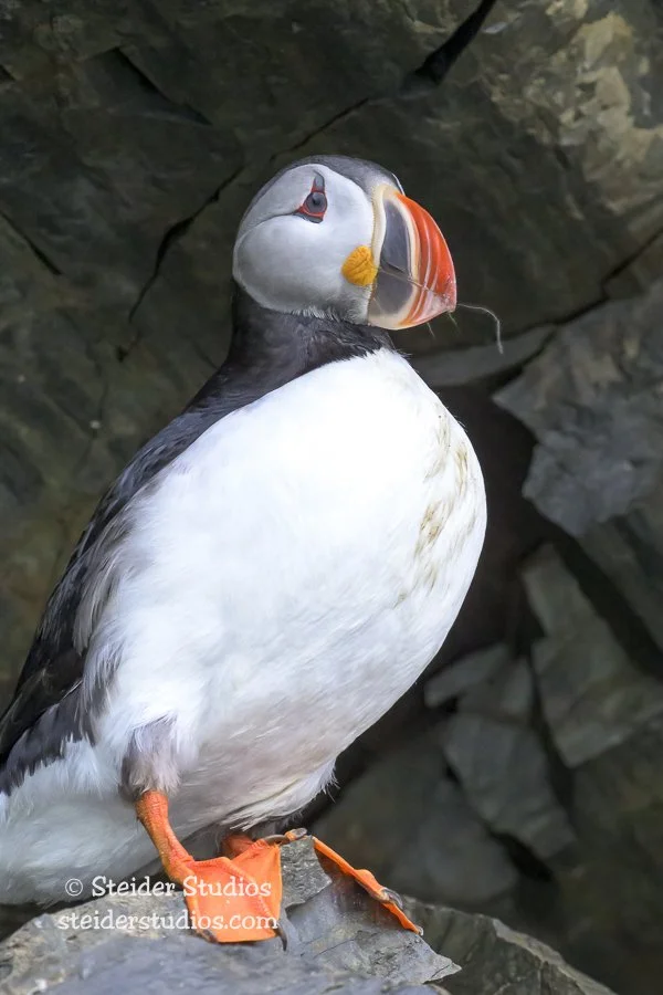 Atlantic Puffin on Cliff