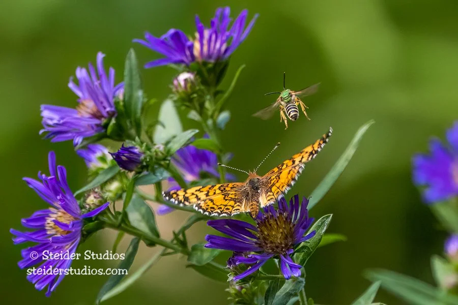 9.Sep.Steider Studios.Fritillary Butterfly with Bee.9.11.22.jpg