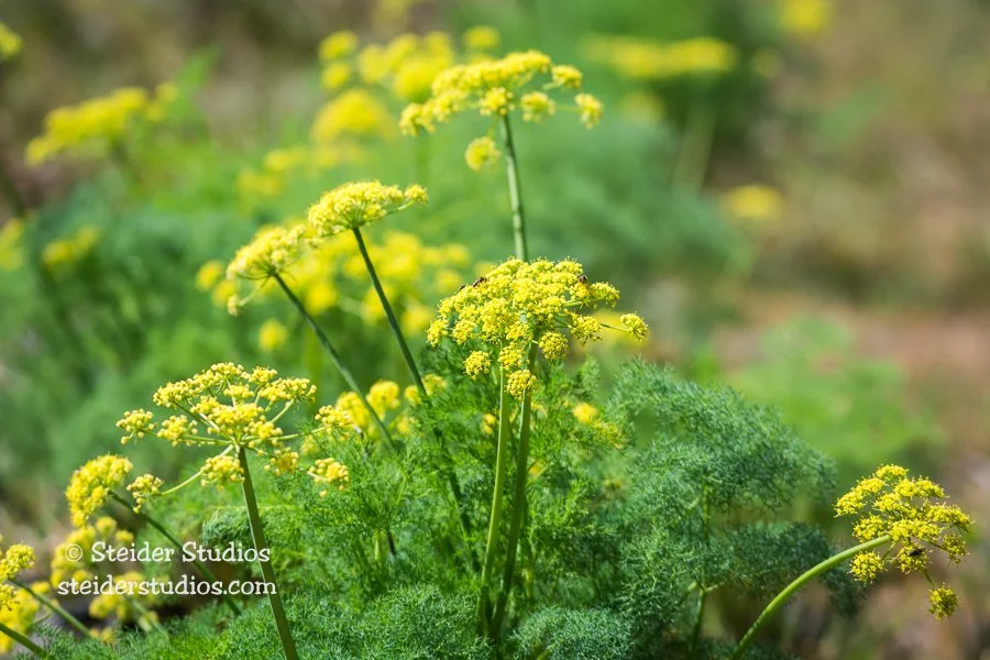 Steider Studios.Desert Parsley.4.15.16.jpg