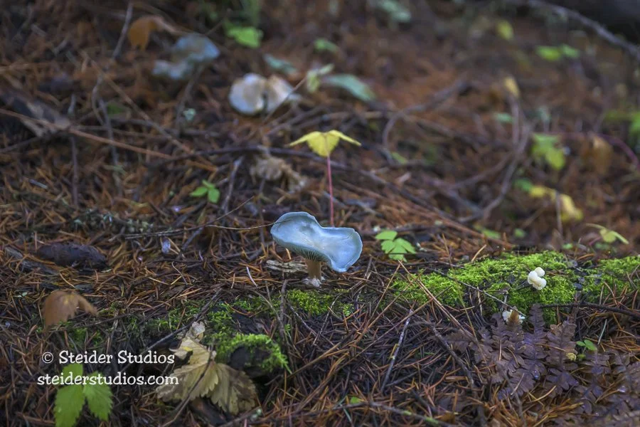 Steider Studios.Blue Mushroom.11.30.25-2.jpg