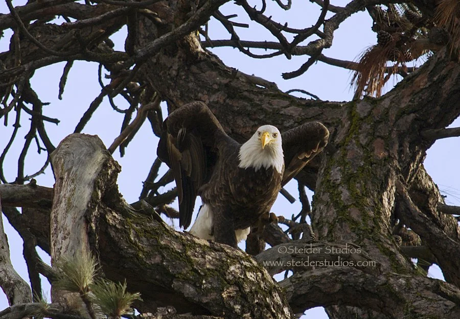 Steider Studios.Eagle About to Take Off.12.29.13.jpg