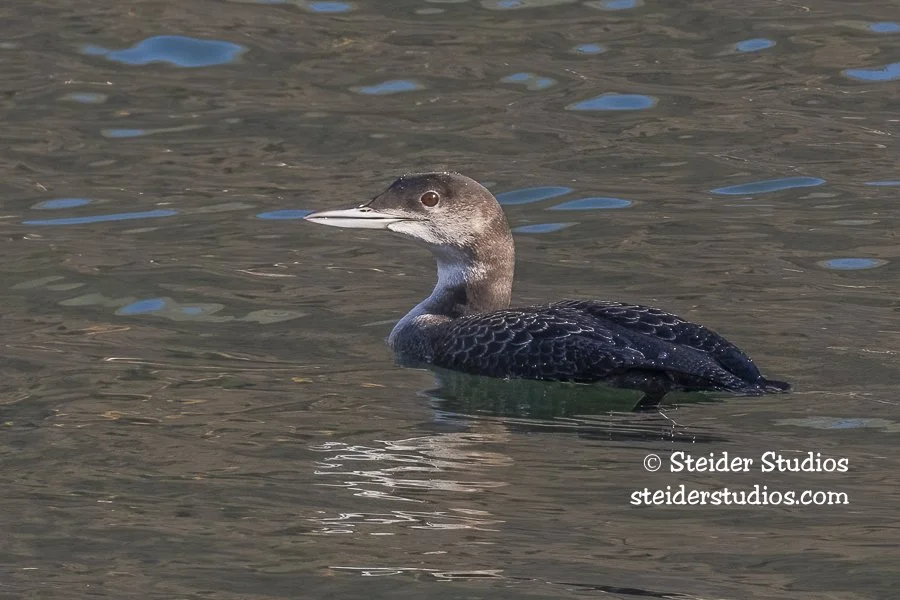 Steider Studios.Common Loon.Bingen.11.24.21.jpg
