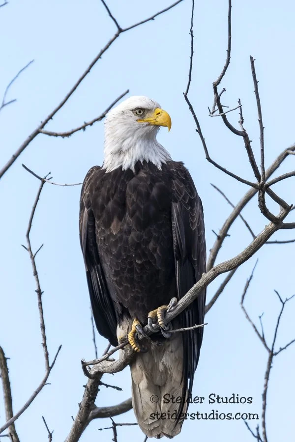 Steider Studios.Bald Eagle.1.7.19.jpg