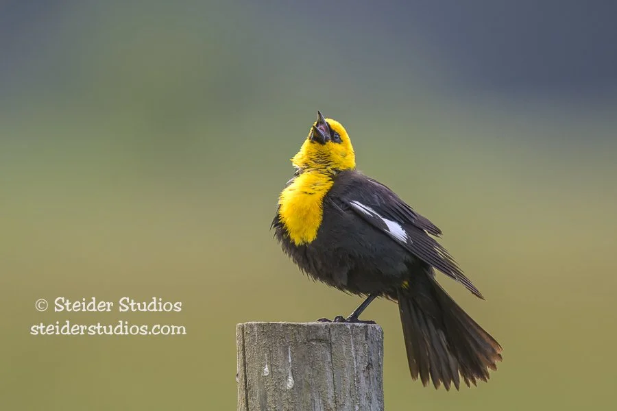 Steider Studios.YH Blackbird.5.24.23-6.jpg