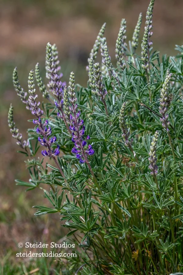 Steider Studios.Lupine.5.13.21.jpg