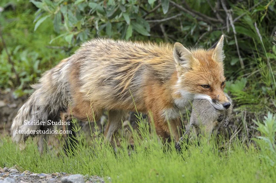 Steider Studios.Fox.Alaska.7.23.14-3.jpg