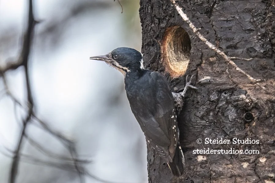 Steider Studios.Black-backed Woodpecker female.6.3.18.jpg